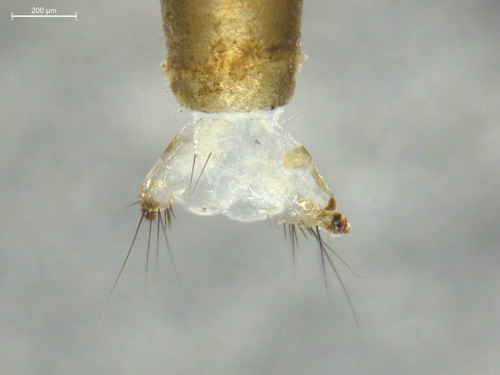 Leptocerus tineiformis